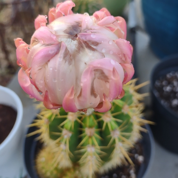 Meet Your Posher - Picture 5 of 6